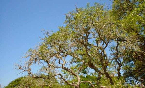 BioGreen Tree Care