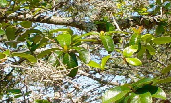 BioGreen Tree Care